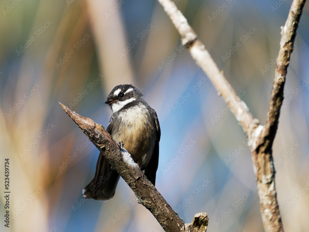 Naklejka premium Gray Fantail (Rhipidura albiscapa) perched perched in a tree at Morpeth NSW Australia