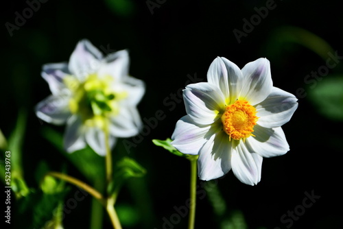 white dahlia. Front and back view on flower on black background