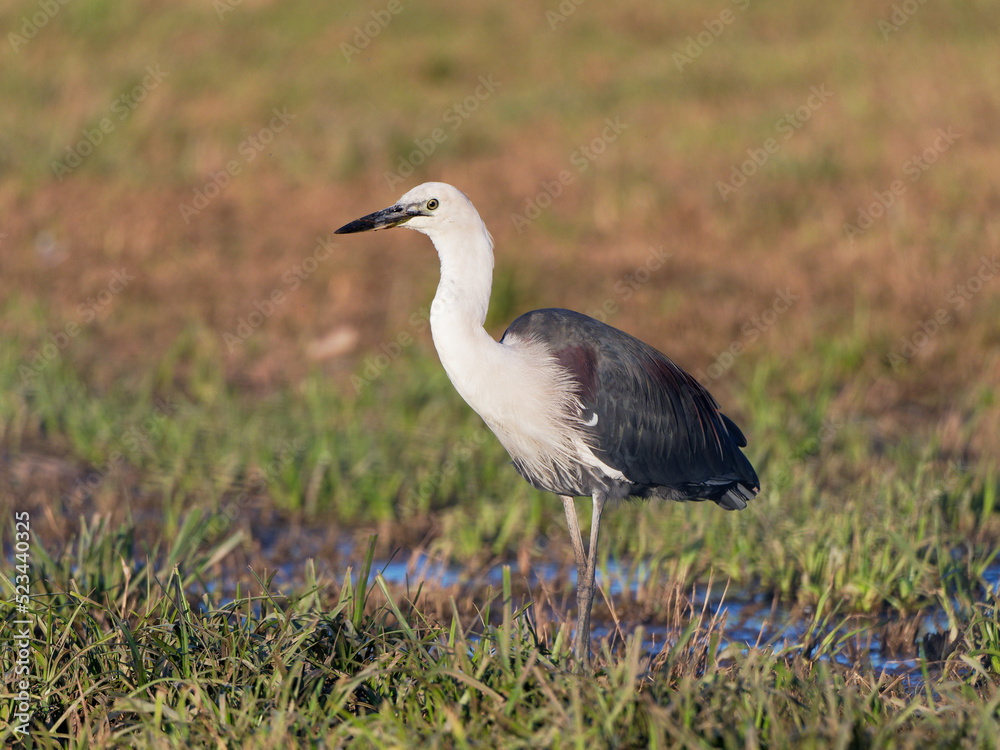 White Necked or Pacific Heron (Ardea Pacifica) searching for earth worms on flooded pasture at Maitland NSW Australia White Necked or Pacific Heron (Ardea Pacifica) searching for earth worms on flooded pasture at Maitland NSW Australia
