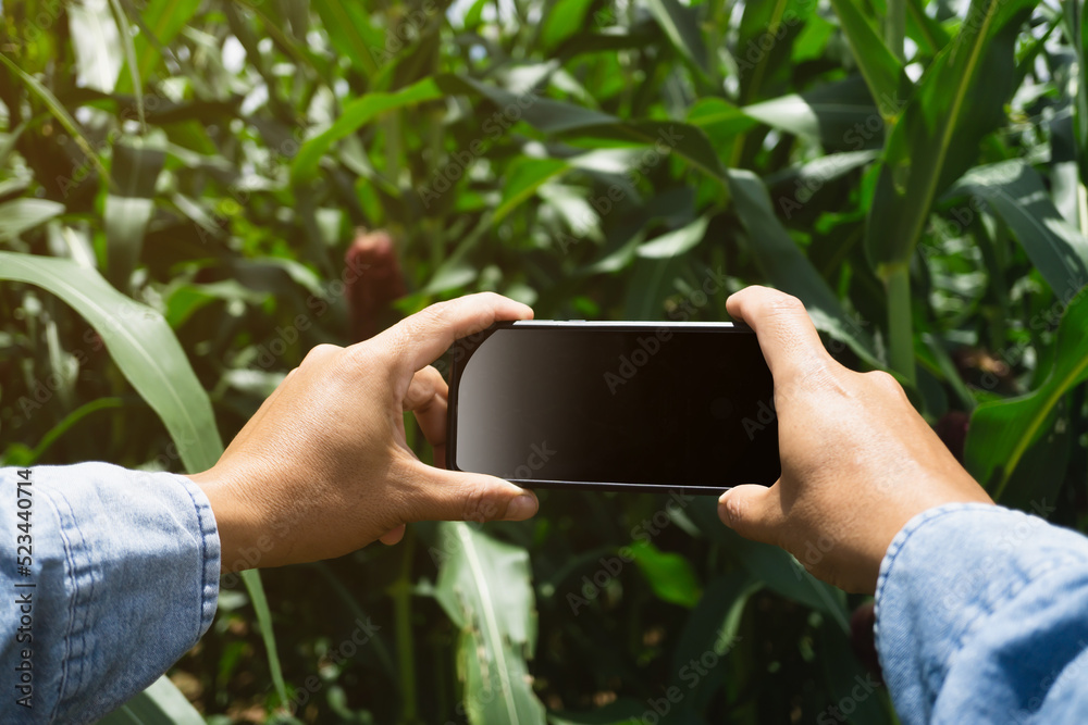 Hand of man using smartphone to take photo at corn field. Hand of man using smartphone to take photo at corn field.