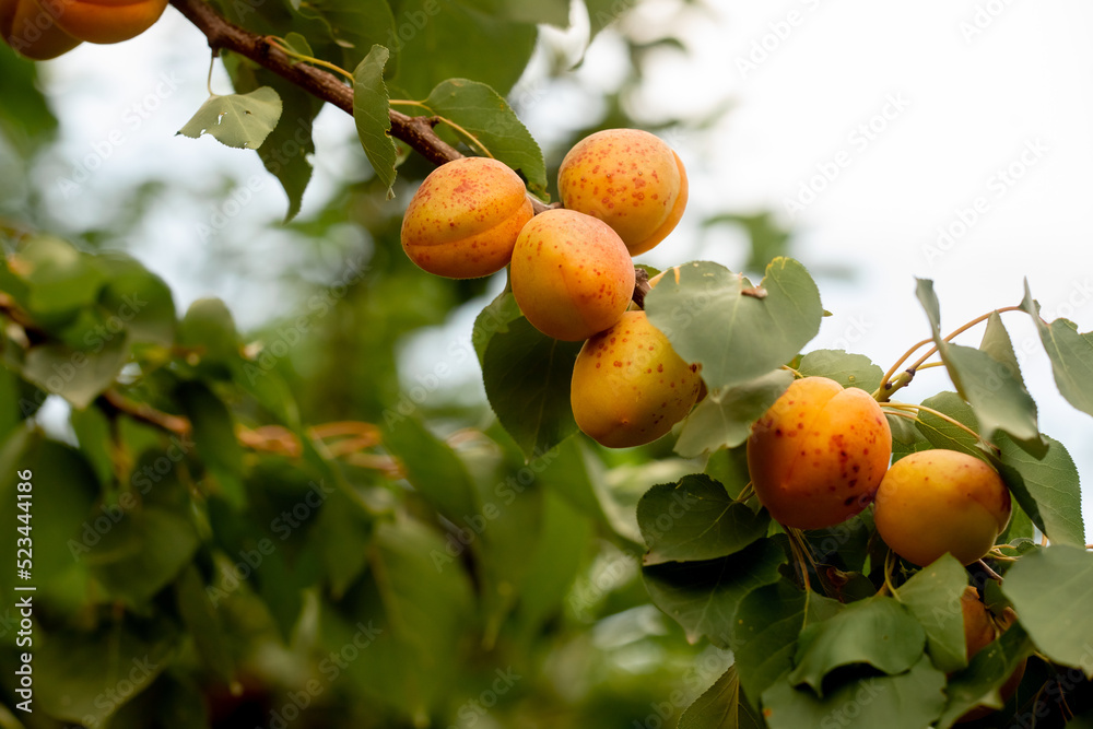 many apricot fruits on a tree in the garden on a bright summer day. big apricots ripen on a branch for fruit juices and drinks. Organic fruits. Healthy food