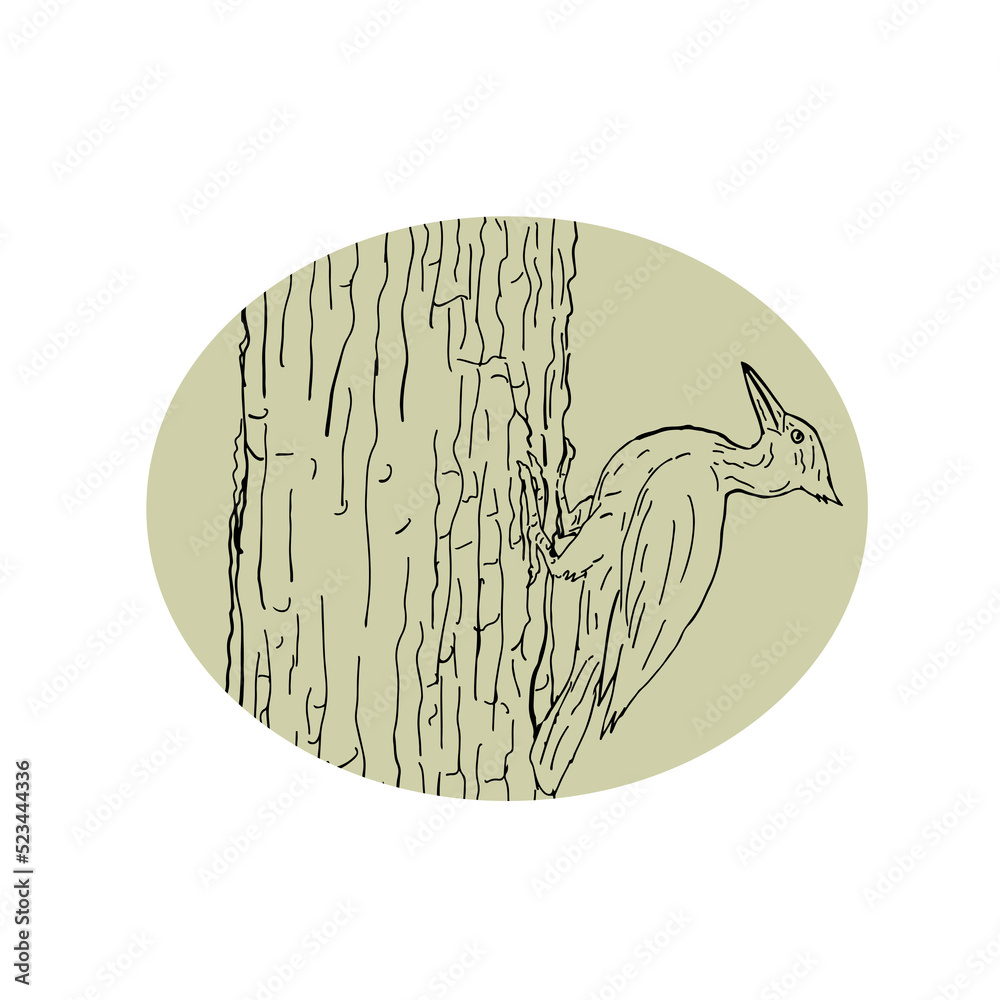 Woodpecker Pecking Tree Drawing Woodpecker Pecking Tree Drawing