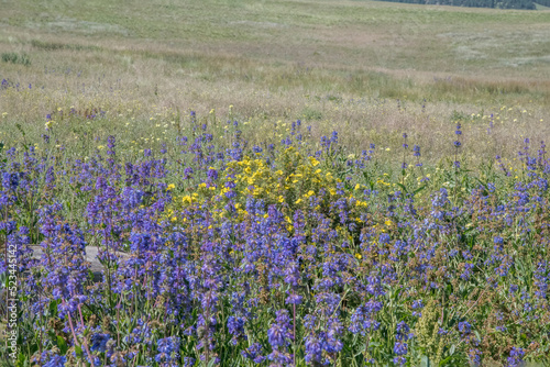 Yellow and Blue Flowers in a Mountain Meadow © Tom