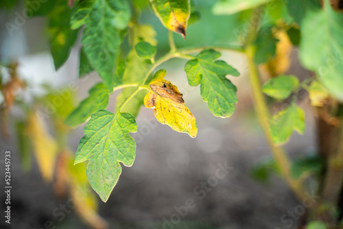 The leaves of a growing tomato are infected with phytophthora close-up. Withered dry leaves of vegetable crops in the garden. Fungal infection on garden bed plants. Common tomato disease
