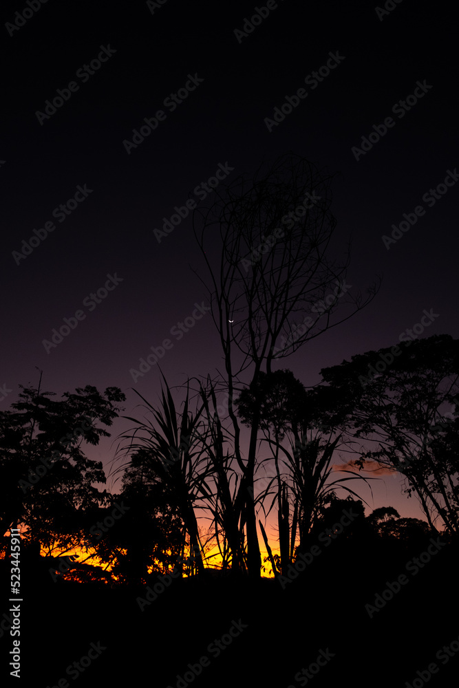 Sunset in the Peruvian jungle, with the waning moon in the background Sunset in the Peruvian jungle, with the waning moon in the background