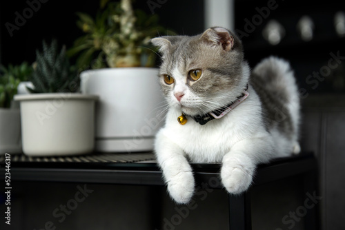 Scottish Fold white-grey pattern put on a necklace and a bell in the black table Along with a white pot with cactus plants. Purebred female cat beautiful and cute