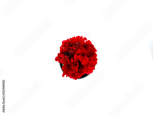 Red flower with white background