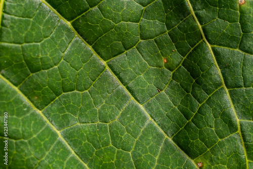macrophotography of the papaya plant leaf, in the peruvian jungle