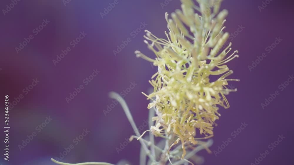 Close up of desert flower - Moab, United States Close up of desert flower - Moab, United States