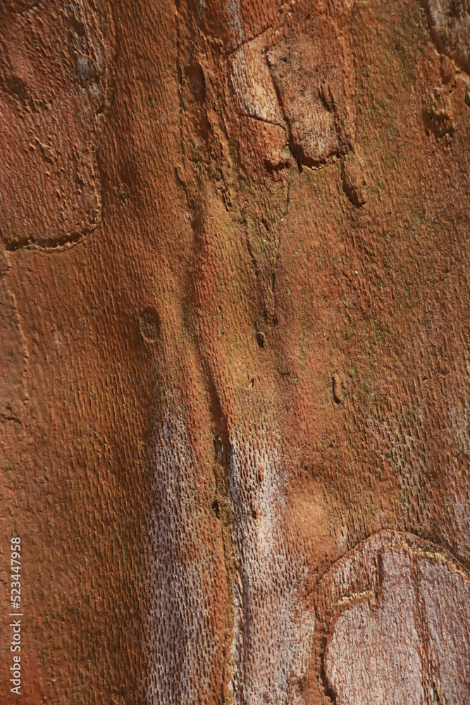 Obraz premium DETAILED TREE BARK BACKGROUND