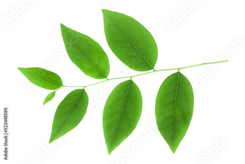 green gooseberry leaves isolated on transparent background tropical leaves © คเณศ จันทร์งาม