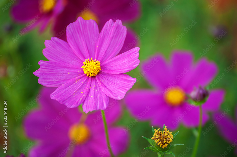 bouquet of asters close-up. soft focus, blur flower. flower background bouquet of asters close-up. soft focus, blur flower. flower background