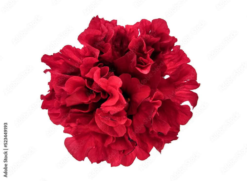 Red flower with white background