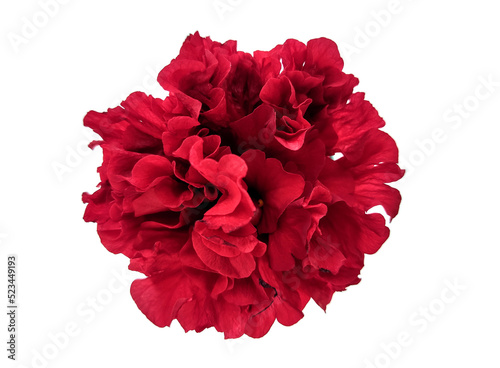 Red flower with white background © Fani