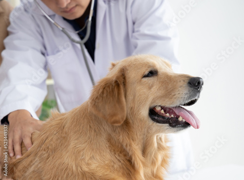 Fototapeta Naklejka Na Ścianę i Meble -  veterinarian examining golden retriever dog  in vet clinic