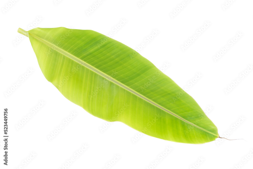 Obraz premium Banana leaf isolated on white background
