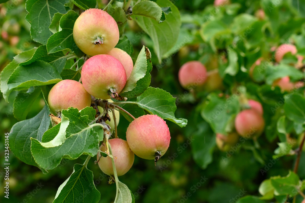Apples ripening on the tree at an organic Alaska orchard. Apples ripening on the tree at an organic Alaska orchard.