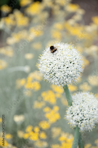 natural flower background, leek onion inflorescenc and blurred yellow flowers photo