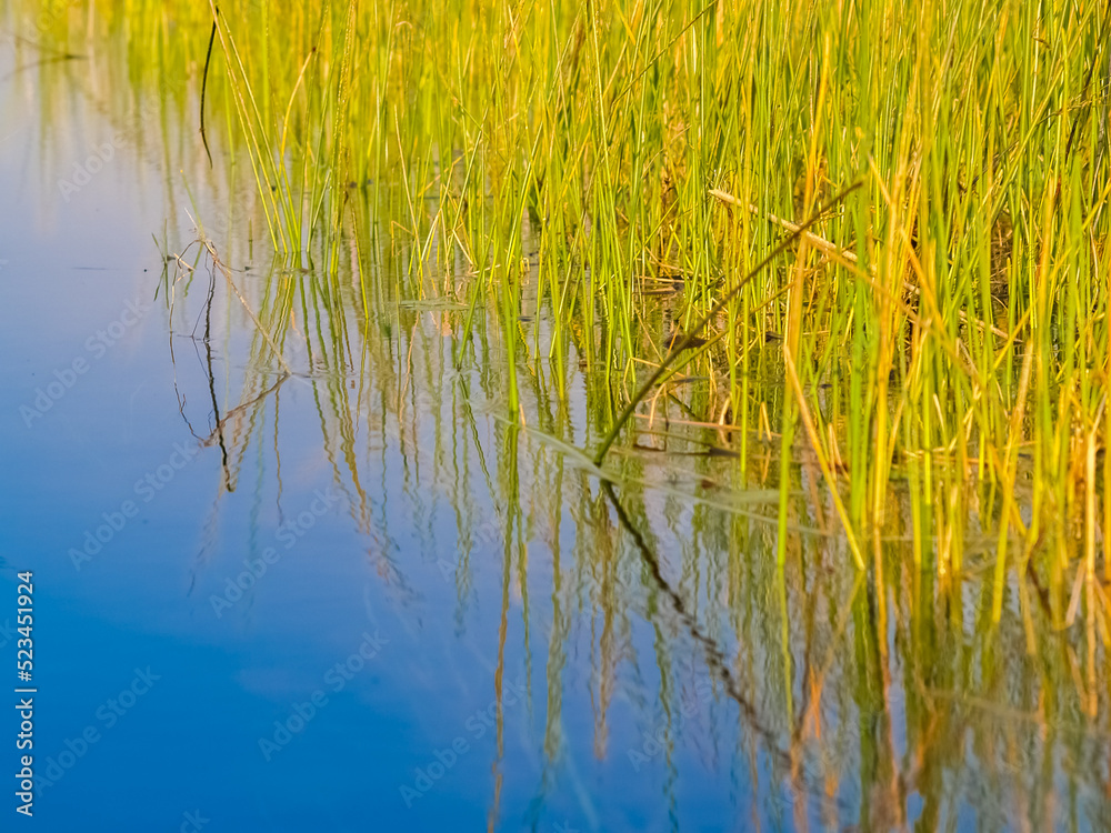 Obraz premium Reeds growing densely in Okavango Delta swamp