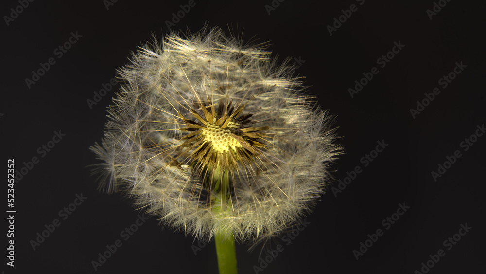 Fototapeta premium Löwenzahn