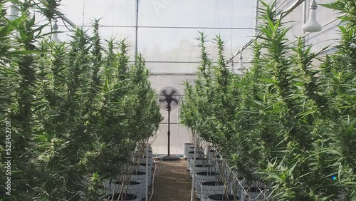 Commercial cannabis business. Large indoor marijuana commercial growing operation in the greenhouse
