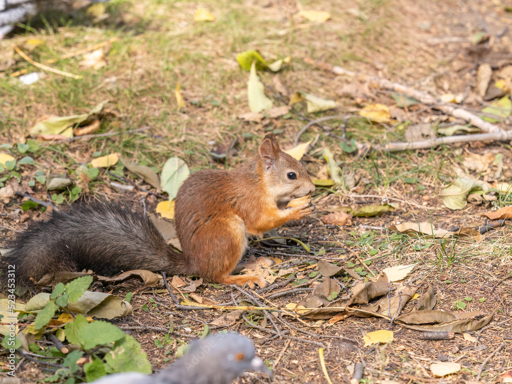 Autumn squirrel with nut sits on green grass with fallen yellow leaves Autumn squirrel with nut sits on green grass with fallen yellow leaves