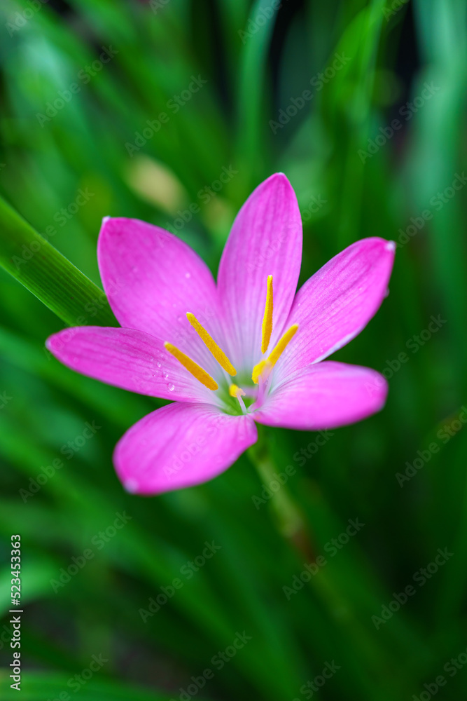 Pink Rain Lily flower on green leaves background in the garden Pink Rain Lily flower on green leaves background in the garden
