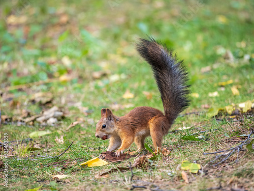 Squirrel in autumn hides nuts on the green grass with fallen yellow leaves