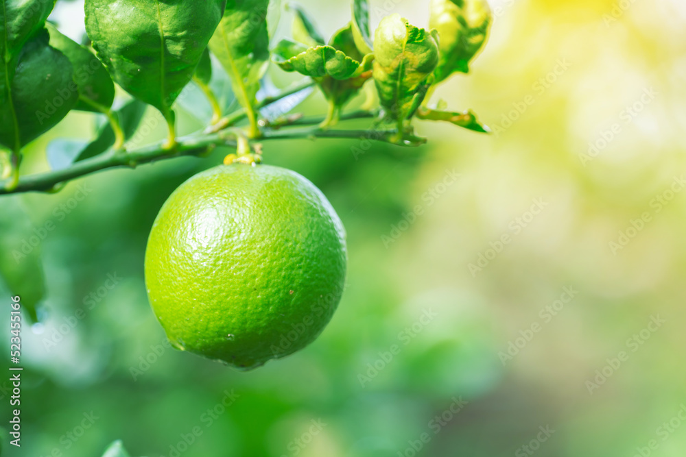 Fresh green lemon on a lush foliage planted in the garden of nature blur background with copy space
