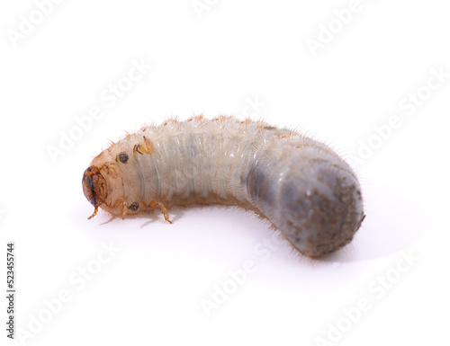 One beetle larva.