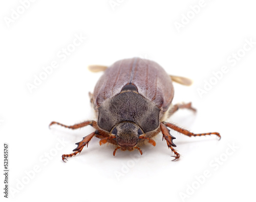 One brown beetle. © voren1