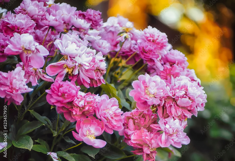 Beautiful bushes of pink peonies in the garden on a blurred natural background