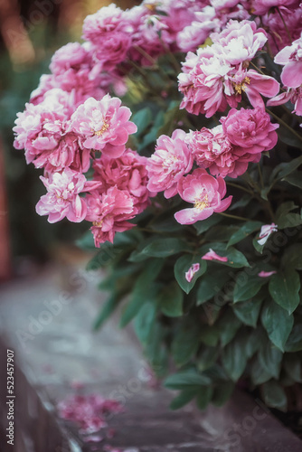 Fototapeta Naklejka Na Ścianę i Meble -  Beautiful bushes of pink peonies in the garden on a blurred natural background
