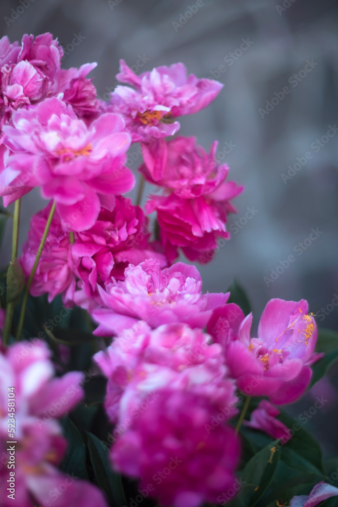 Natural floral background of pink peonies flowers Natural floral background of pink peonies flowers