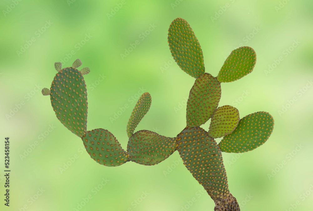 Close up of opuntia cactus