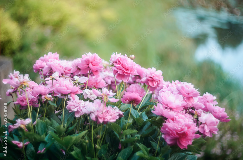 Natural floral background of pink peonies flowers Natural floral background of pink peonies flowers