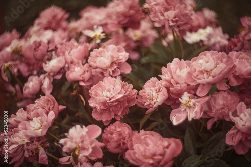 Fototapeta Naklejka Na Ścianę i Meble -  Natural floral background of pink peonies flowers