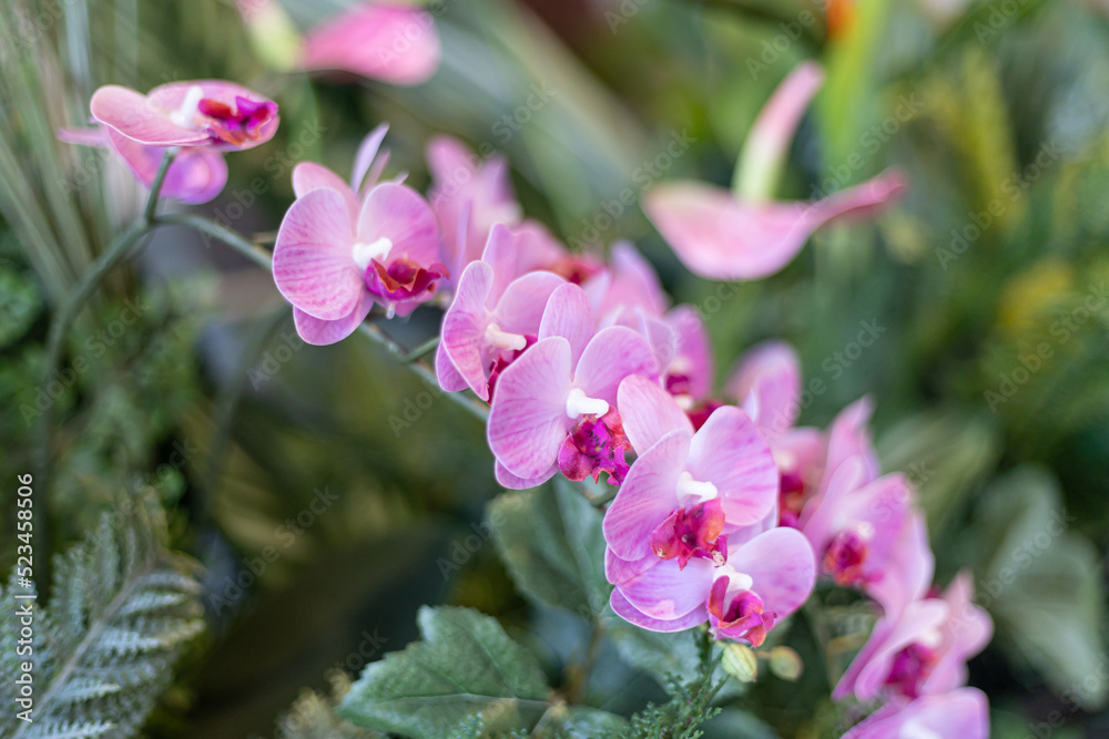 Fototapeta premium 花