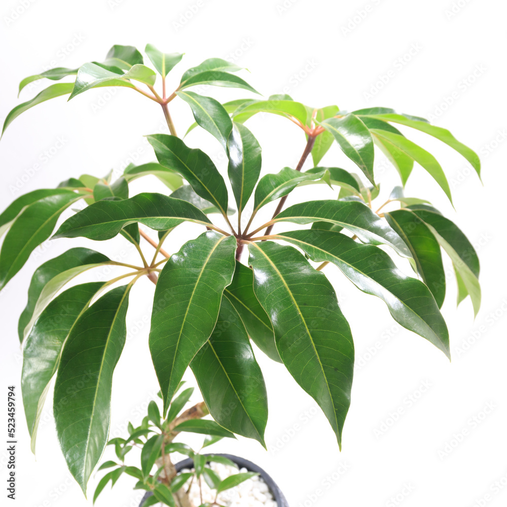 観葉植物、ツピダンサス・カリプトラツスの葉【白背景】