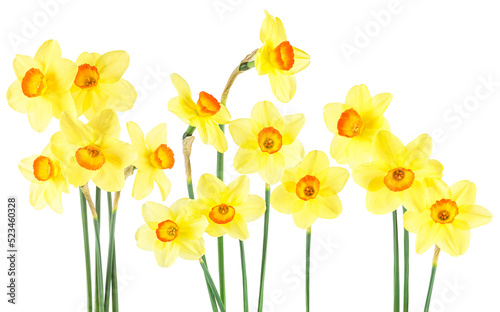 Bouquet of yellow narcissus isolated on a white background. Collection of spring flowers.