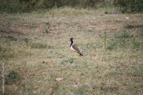 Red-wattled lapwing (Vanellus indicus) foraging on the ground : (pix SShukla) photo
