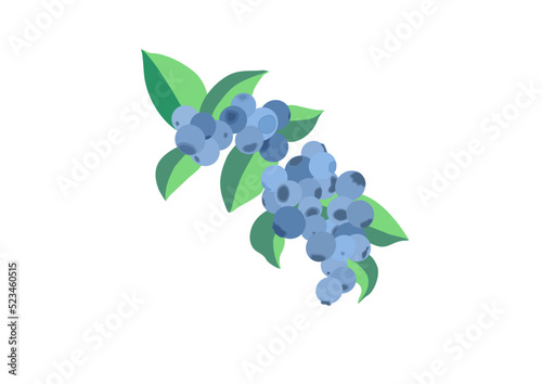 blueberry fruit bunch vector isolated on white background
