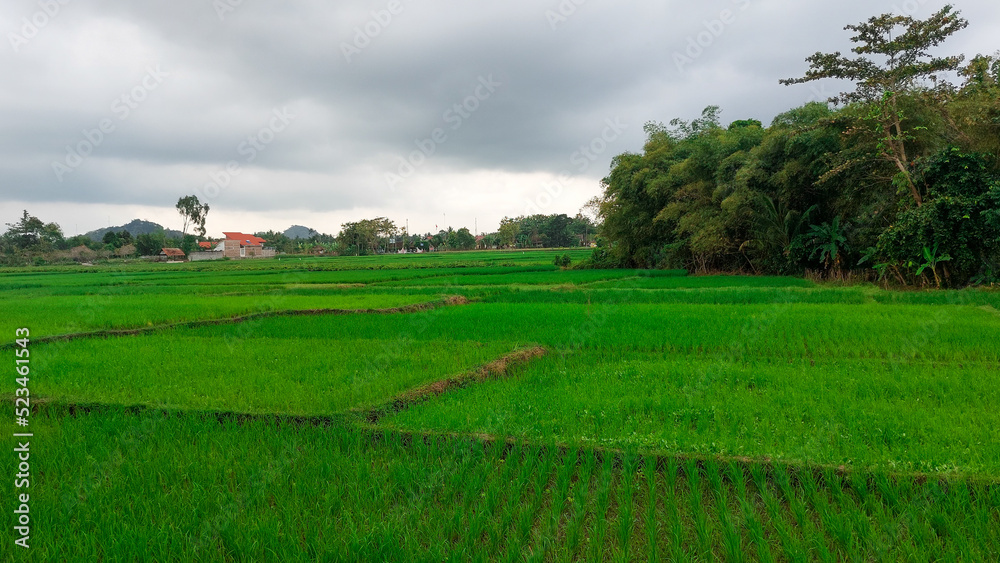 green rice field under a cloudy sky in Indonesia