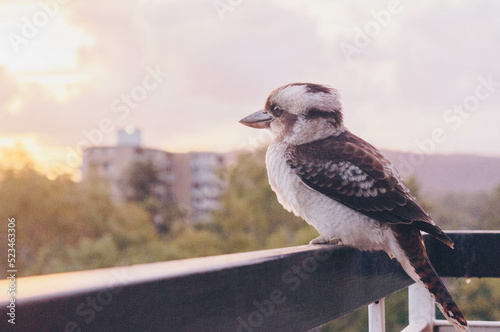 a kookaburra bird standing on the balcony under the cloudy sky