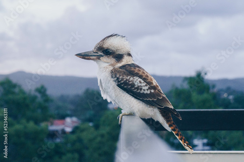 a kookaburra bird standing on the balcony under the cloudy sky