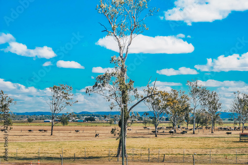 trees on the field under the bright blue sky with some clouds