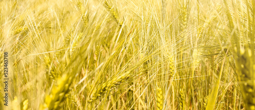 golden wheat field - harvest time