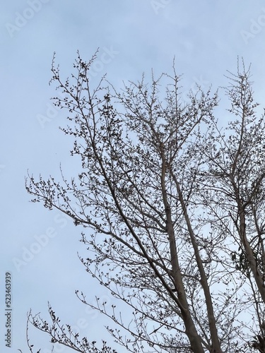 tree branches against blue sky