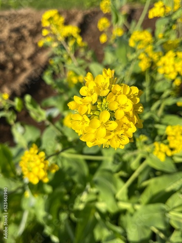 yellow flowers in the garden