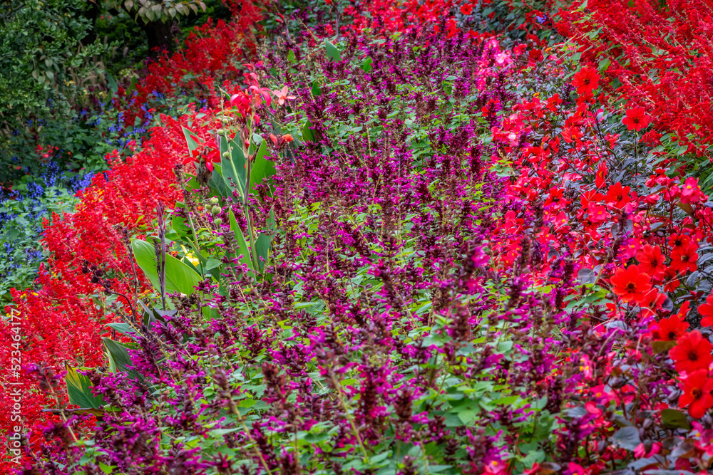 Flowering meadow gardens. Multi color flowers in autumn. Multi-colored field of flowers. Flowering meadow gardens. Multi color flowers in autumn. Multi-colored field of flowers.